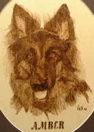dog portrait