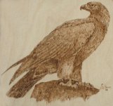 eagle