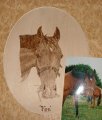 horse portrait