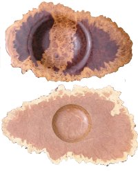 Australian mallee burrs